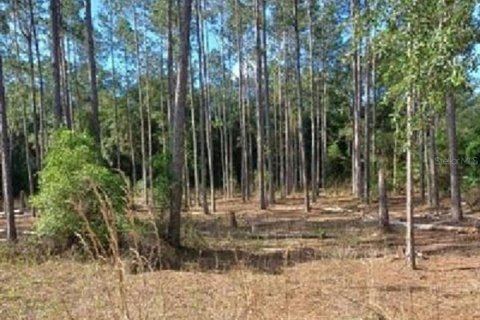 Land in Dunnellon, Florida № 2164213 - photo 4