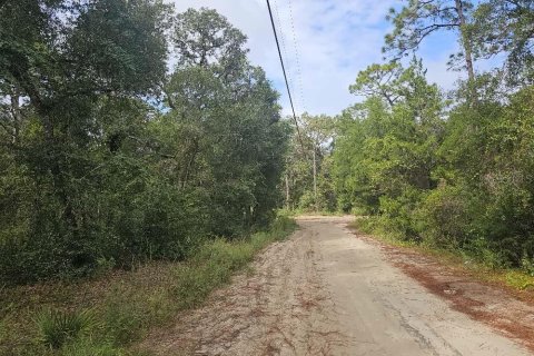 Land in Ocklawaha, Florida № 2239739