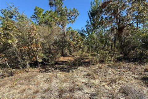 Land in Hawthorne, Florida № 2163031 - photo 5