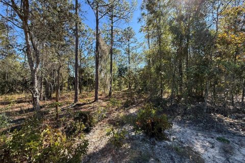 Land in Hawthorne, Florida № 2163031 - photo 6