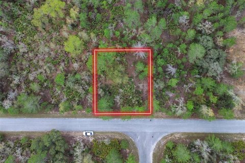 Land in Ocklawaha, Florida № 2160457