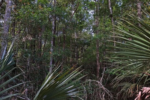 Land in Micanopy, Florida № 216389 - photo 4