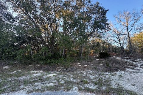 Land in Ocala, Florida № 2213825