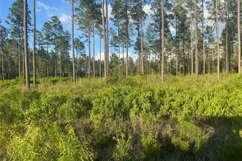 Terrain à vendre à Lake Butler, Floride № 2210599 - photo 6