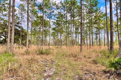 Land in Land O' Lakes, Florida № 365308 - photo 10