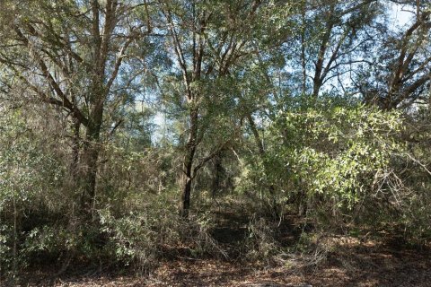 Land in Keystone Heights, Florida № 2233224 - photo 5