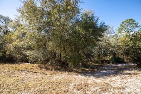 Land in Keystone Heights, Florida № 2233224 - photo 10