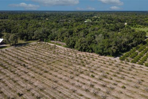 Land in De Leon Springs, Florida № 2380601 - photo 13