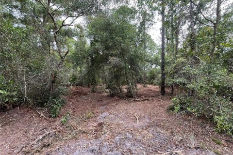 Land in Georgetown, Florida № 2165096 - photo 6