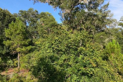 Land in DeLand, Florida № 2215153 - photo 9