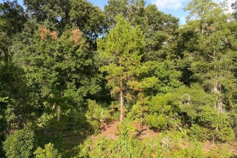 Land in DeLand, Florida № 2215153 - photo 4