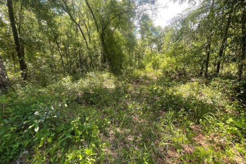 Land in Webster, Florida № 2159489 - photo 5