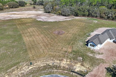 Land in Umatilla, Florida № 2215115 - photo 6