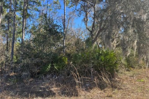 Land in DeLand, Florida № 2386713 - photo 4