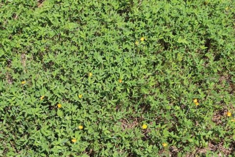 Terreno en venta en Clermont, Florida № 1918629 - foto 11