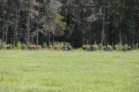 Terreno en venta en Clermont, Florida № 1918629 - foto 23