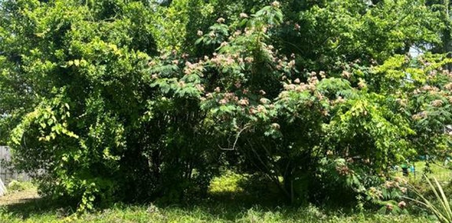 Land in Chiefland, Florida № 2228019