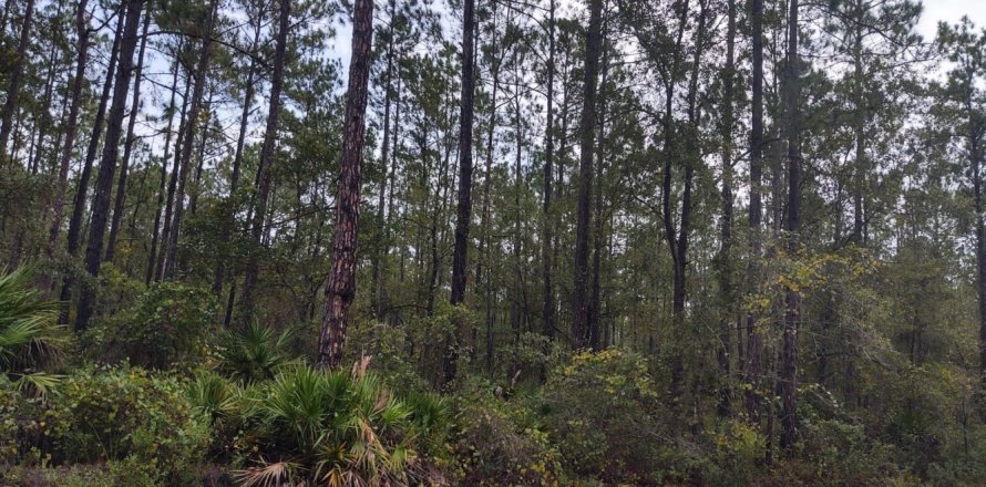 Terrain à Keystone Heights, Floride № 776406