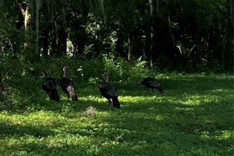 Terreno en venta en Summerfield, Florida № 1906806 - foto 19