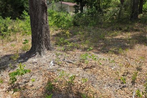 Terrain à vendre à Dunnellon, Floride № 2159404 - photo 3