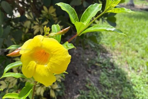 Villa ou maison à louer à Hollywood, Floride: 4 chambres, 128.67 m2 № 1898116 - photo 28