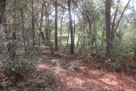 Land in Silver Springs Shores, Florida № 2164285 - photo 2