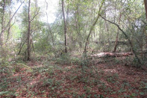 Land in Silver Springs Shores, Florida № 2164285 - photo 11