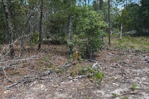 Land in Interlachen, Florida № 2165930