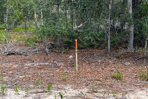 Land in Interlachen, Florida № 2165930 - photo 2
