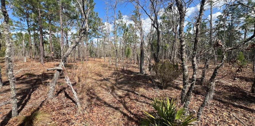 Land in Hawthorne, Florida № 2099001