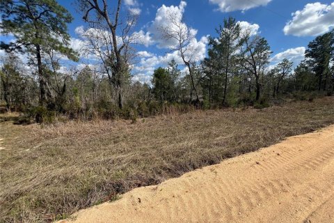 Land in Hawthorne, Florida № 2099001 - photo 6