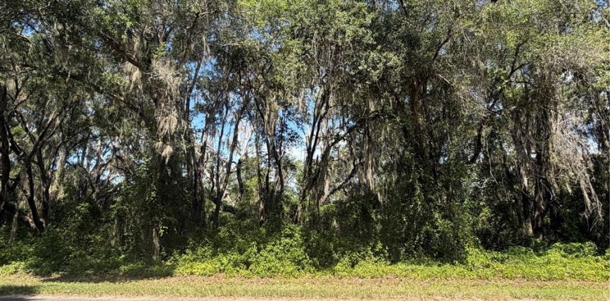 Terrain à Ocklawaha, Floride № 2203698