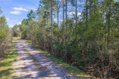 Terreno en venta en De Leon Springs, Florida № 2142313 - foto 3