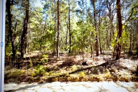 Land in Melrose, Florida № 2103982 - photo 6