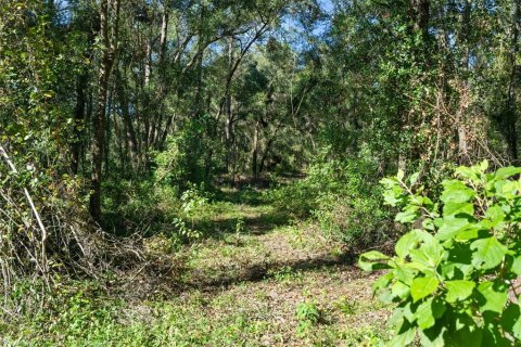 Land in Spring Hill, Florida № 1420767 - photo 9