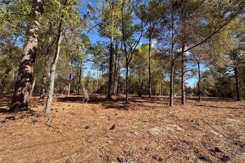 Land in Ocala, Florida № 2159765 - photo 3