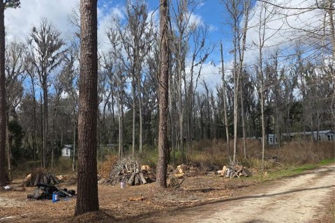 Land in Ocala, Florida № 2159054 - photo 4