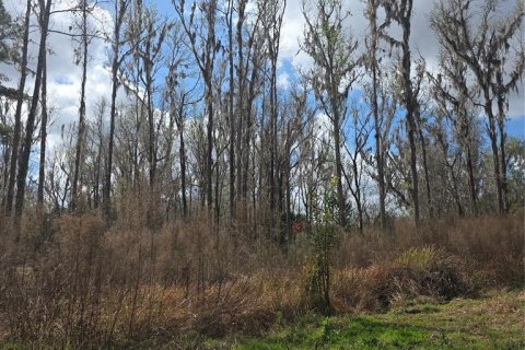 Land in Ocala, Florida № 2159054 - photo 7