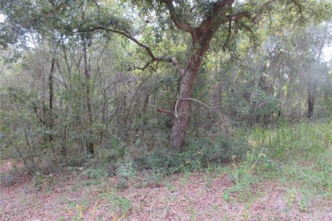 Land in Silver Springs Shores, Florida № 2164237 - photo 3