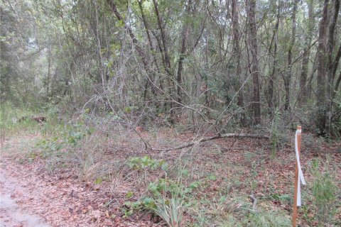 Land in Silver Springs Shores, Florida № 2164237 - photo 5