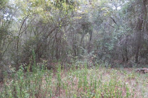 Land in Silver Springs Shores, Florida № 2164237 - photo 2