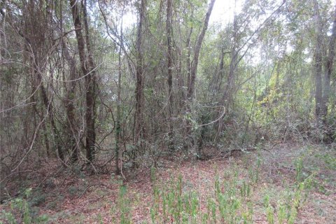 Land in Silver Springs Shores, Florida № 2164237 - photo 4