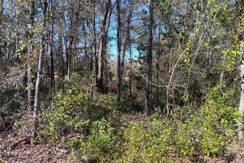 Land in Bronson, Florida № 2160495 - photo 2