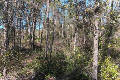 Land in Bronson, Florida № 2160495 - photo 3