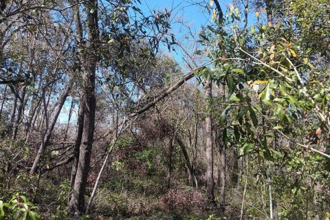 Land in Bronson, Florida № 2160495 - photo 5