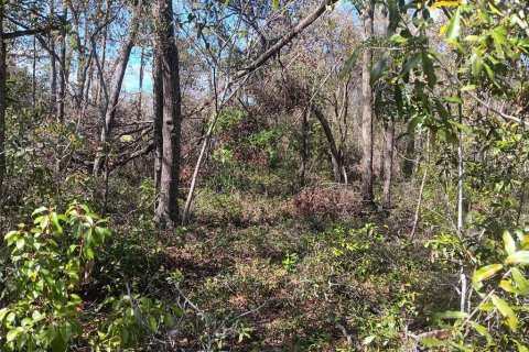 Land in Bronson, Florida № 2160495 - photo 4