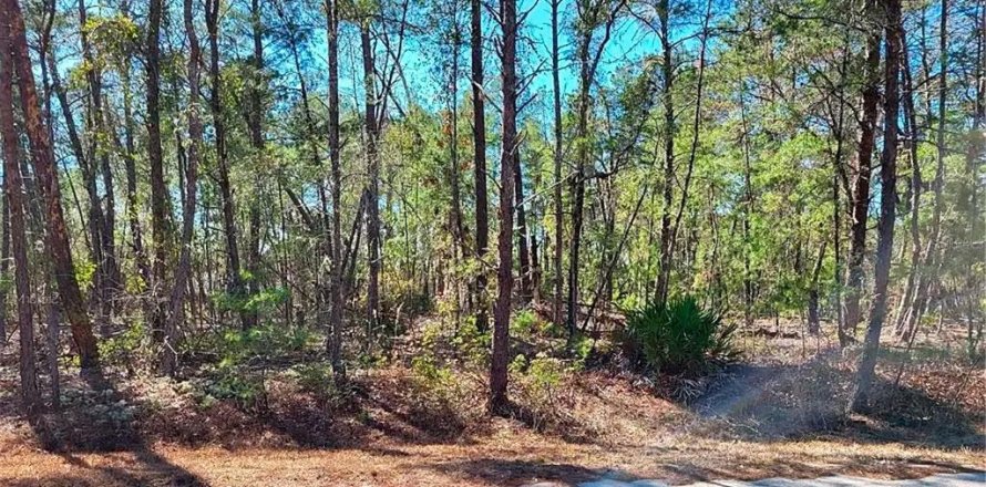 Land in Ocklawaha, Florida № 2228068