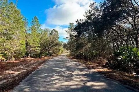 Land in Ocklawaha, Florida № 2228068 - photo 6