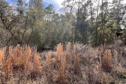 Land in Inverness, Florida № 2162921 - photo 8