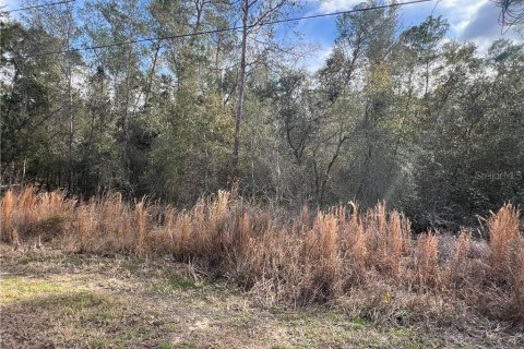 Land in Inverness, Florida № 2162921 - photo 6